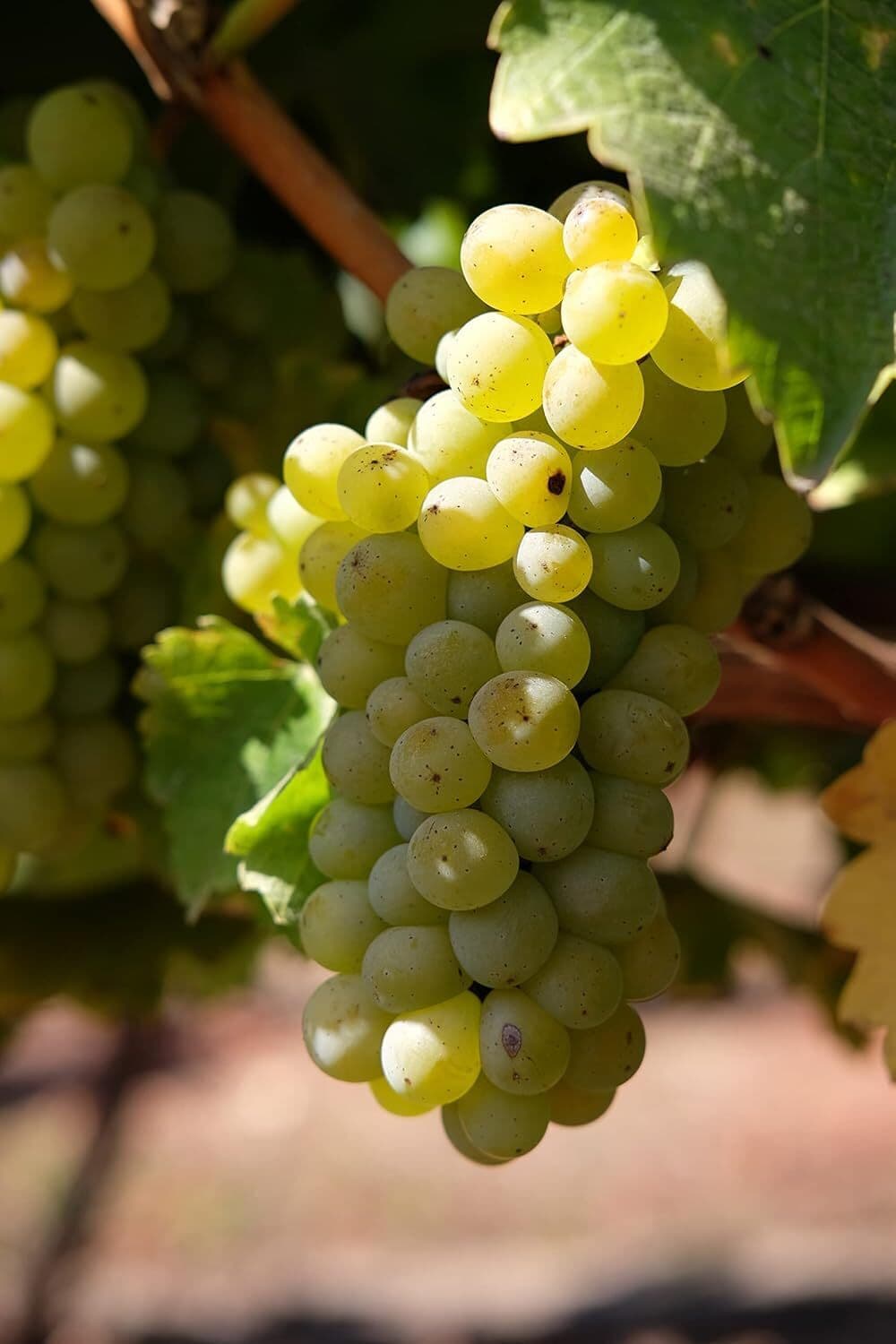 Haras de Pirque Albaclara Sauvignon Blanc